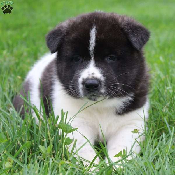 AKC Bailey, Akita Puppy